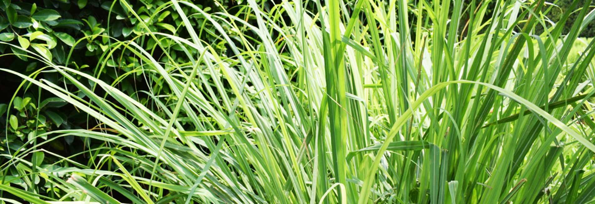 The Amazing Properties of Lemongrass Infusion